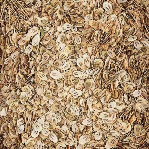 High Quality Persian hogweed or hogweed, Golpar