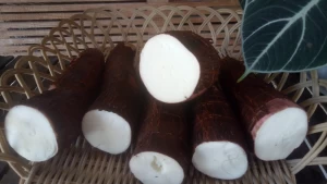 Raw Cassava with skin origin Kalimantan island Indonesia
