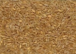 Organic and Conventional Durum Wheat