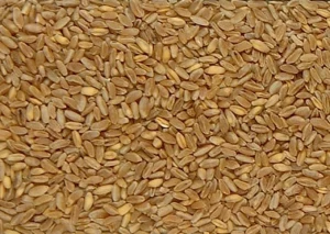 Organic and Conventional Durum Wheat