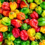 🌶️ PREMIUM QUALITY CHILI PEPPER 🌶️