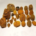 Grade A Golden Yellow Natural  Ox Gallstones - 100% Pure -  Direct Supplier Sri Lanka