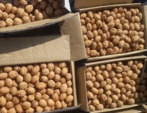 Quality Walnuts Ready For Export