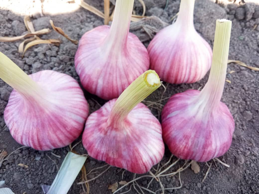 Buy Red Garlic from world import export onion, Uzbekistan | Tradewheel.com