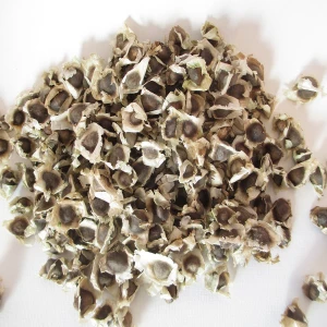 Moringa oleifera Seeds