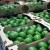 Import Hass avocados from kenyaz from Kenya