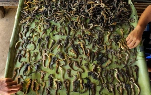 Air Dried Seahorse/Dried Seahorse(Hippocampus)