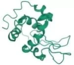 Microbial Lysozyme