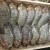 Import Frozen Tilapia Fish from Belgium