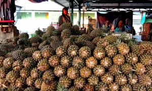 Fresh Pineapple