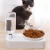 Import Amazon Hot Sell Wholesale Automatic Pet Dog Cat Water Food Feeder Bowl Set from China