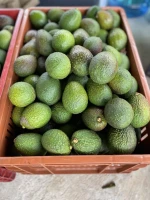 HASS Avocados