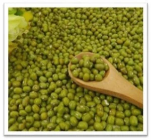 High Quality Green Mung Beans in Wholesale Price
