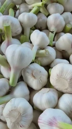 Fresh Normal White Garlic JinXiang Factory Supplier