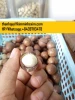 Macadamia Nut With Cheap Price from Vietnam