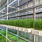 1000/1500kg perday automatic hydroponic fodder container grow barley,wheat,corn and beans