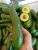 Import 304 Avocado Premium Quality in Vietnam Style Organic GAP from China