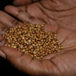 99% Purity White Sorghum