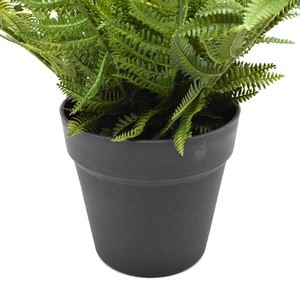 Adorable Fern Plants Greenery Bushes  for House Office Garden Indoor Outdoor Decor