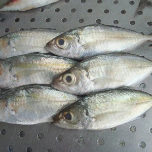 All Year Round  seafood frozen horse mackerel whole round fish
