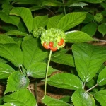American Ginseng Root Extract with 5% HPLC Ginsenosides
