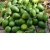 Import AVOCADO FRESH AVOCADO HASS AND FUERTE,Fresh Furte & Hass Avocados from South Africa