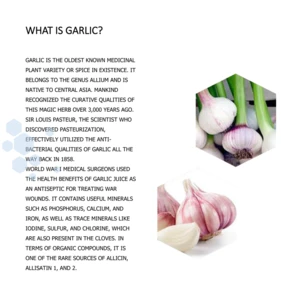 Best price high quality AD dehydrated vegetable Garlic granules
