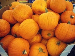 Best Quality Fresh Pumpkins