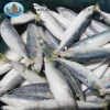 Best selling whole round fresh catch seafood of mackerel with fair price