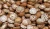Import Betel Nut Split Dried (80-85%),Betel Nuts WHOLE 60-65% good whole, well dried Betel Nuts from Germany