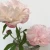 Import Birthday funeral flowers  wedding party club fresh flower deliveryflower peony from China