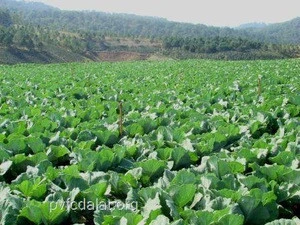 BROCCOLI FRESH BROCCOLI EXPORT STANDARD PRICE FOR SALE HIGH QUALITY WITH BEST PRICE FOR YOU