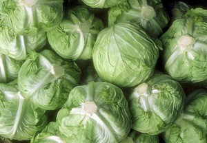 bulk best price specification of fresh Chinese cabbage