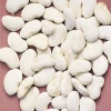 Bulk Wholesale Lima Beans Big size white kidney beans