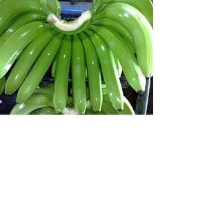 Buy / order quality  Grade A Fresh Cavendish Bananas From South Africa for sale