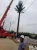 Import Camouflaged tower-Palm Tree Tower-telecommunication from China