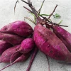 Chinese Wholesale Farm Purple Sweet Potato