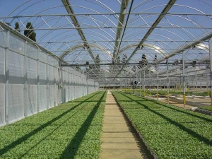 competitive price plastic film greenhouse