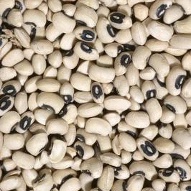 Cowpea Cow peas machine cleaned polished red White Seeds Black Eye/wholesale Quality White Eyed Pea Organic High Grade Brand