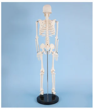 Detachable and Portable Medical Science Human Model 85cm PVC Skeleton Model