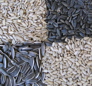 different type new crop  sunflower seeds for export market