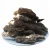 Import Dried Fungus Morchella Esculenta Morel Mushroom Seeds Spawn from China