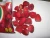 Import Egyptian Frozen strawberries For Juice With Excellent Specifications from Egypt