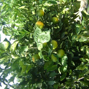 Egyptian Navel Orange, hot sale, high quality, citrus fruits