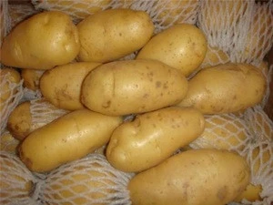 egyption potato