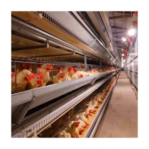 Factory wholesale breeding layer cages stacked ladder type chicken cages automatic breeding equipment