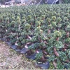 Ficus Microcarpa S Shaped Bonsai