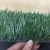 Football Artificial Lawn Football Grass Sports Plastic Soccer Field Turf for Sale