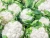 Import fresh cauliflower from owned farm supply all the year round from United Kingdom