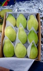 fresh egyptian guava high quality (A)
